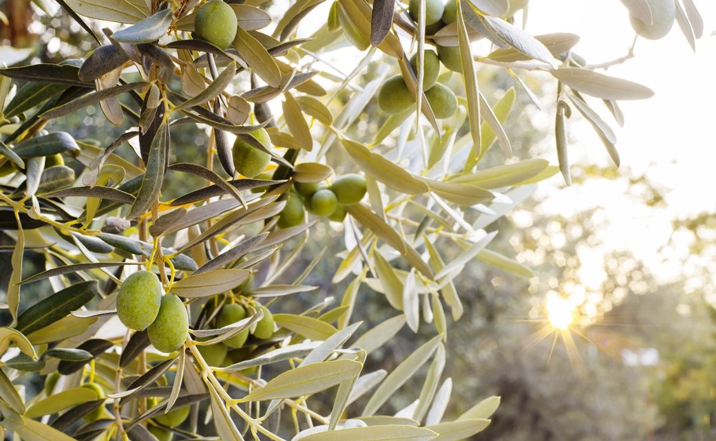 zeytin