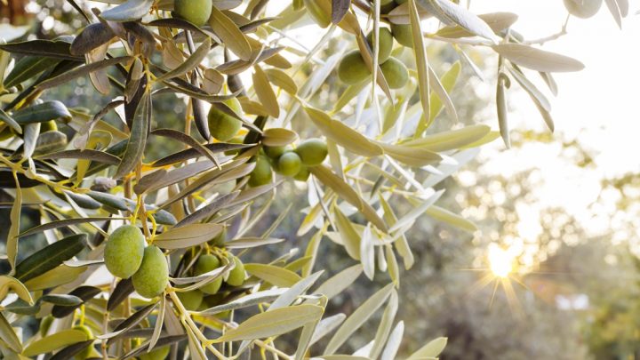 zeytin